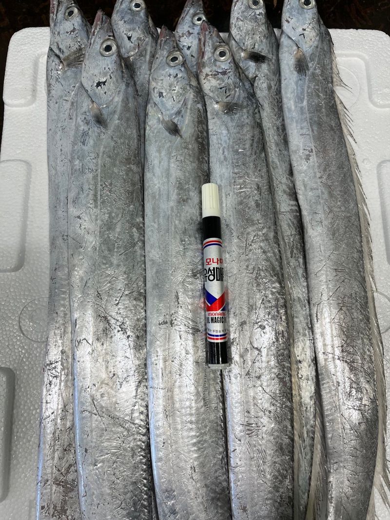 목포 물좋은수산님의 장터 판매 상품 [당일경매) 싱싱한 목포먹갈치] 첨부 사진