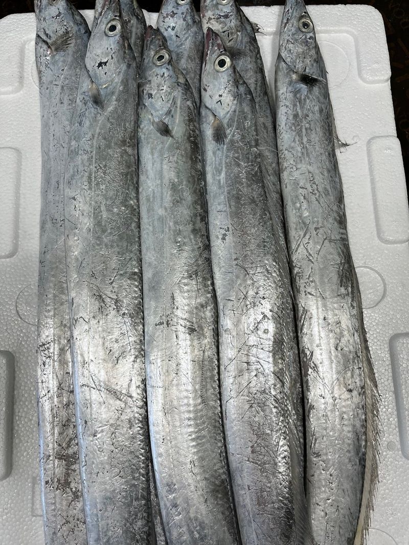 목포 물좋은수산님의 장터 판매 상품 [당일경매) 싱싱한 목포먹갈치] 첨부 사진