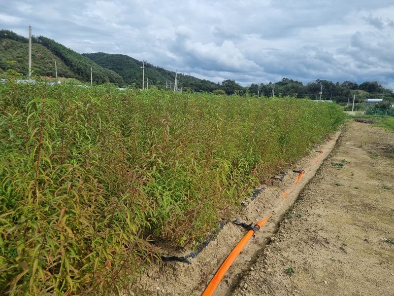 일심묘목농원님의 장터 판매 상품 [개복숭아 (실생1년생) 묘목] 첨부 사진