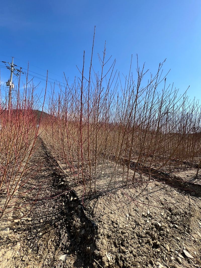 일심묘목농원님의 장터 판매 상품 [개복숭아 (실생1년생) 묘목] 첨부 사진