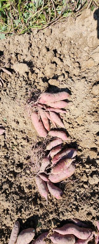 김삼철님의 고구마 · 영농일지 작성글 사진