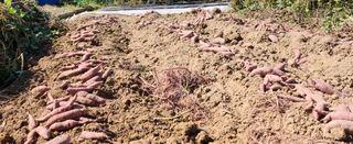 김삼철님의 고구마 · 영농일지 작성글 사진