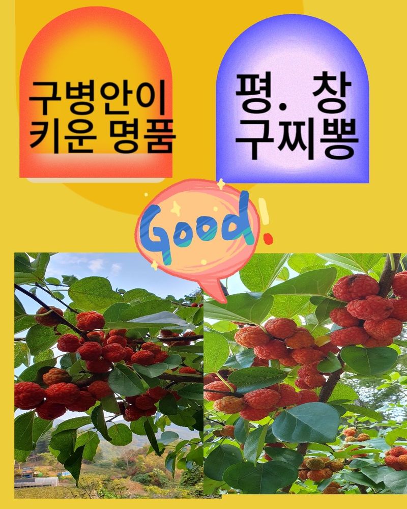 농산물에 진심구병안님의 장터 판매 상품 [구찌뽕1kg 매진] 첨부 사진