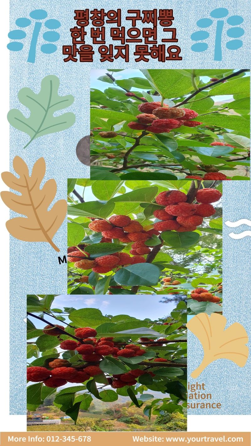 농산물에 진심구병안님의 장터 판매 상품 [구찌뽕1kg 매진] 첨부 사진