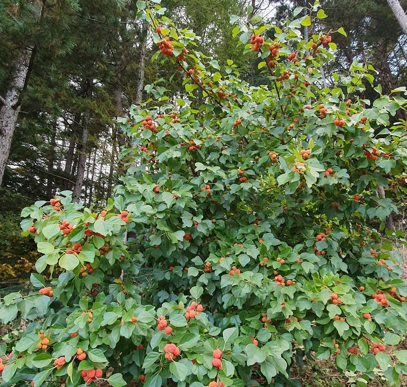 농산물에 진심구병안님의 장터 판매 상품 [구찌뽕1kg 매진] 첨부 사진