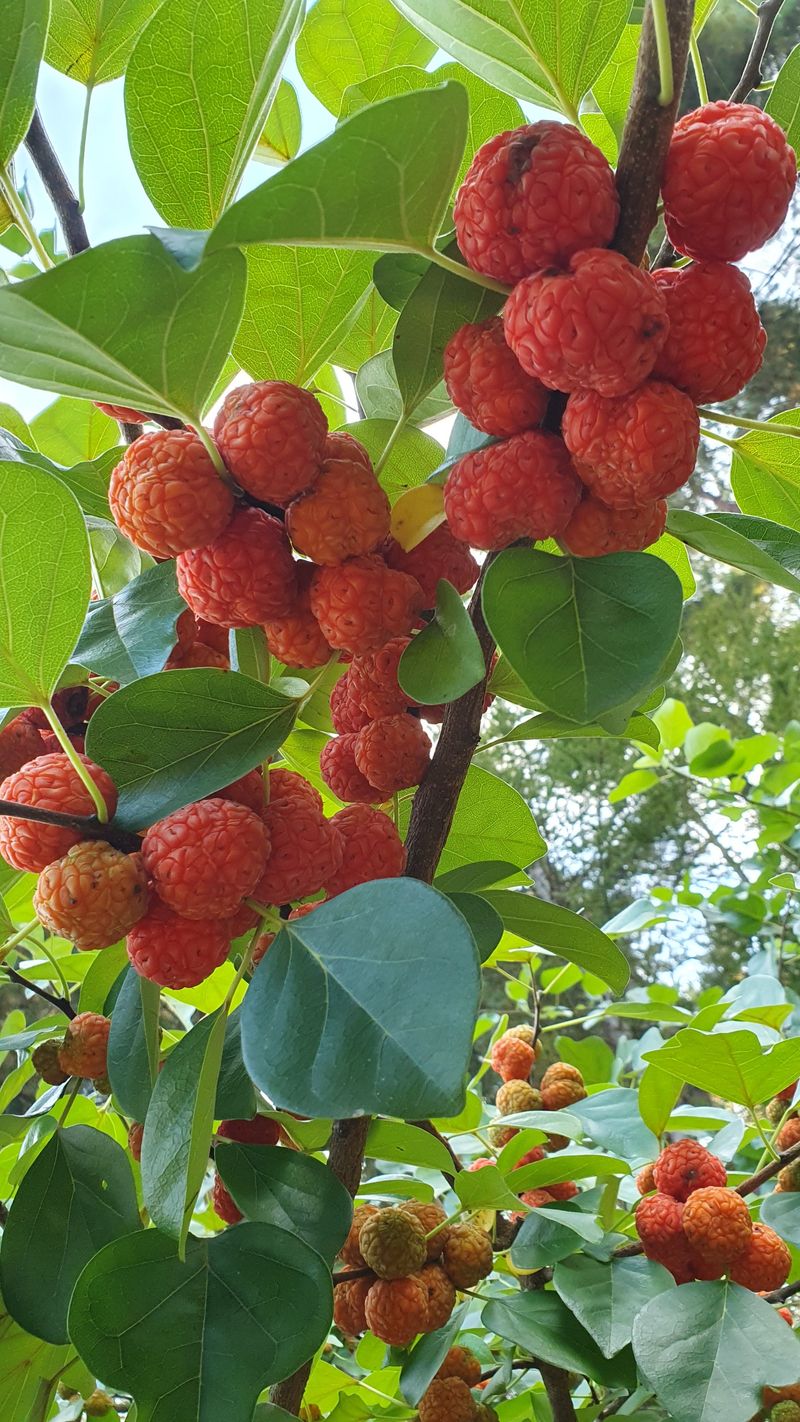 농산물에 진심구병안님의 장터 판매 상품 [구찌뽕1kg 매진] 첨부 사진