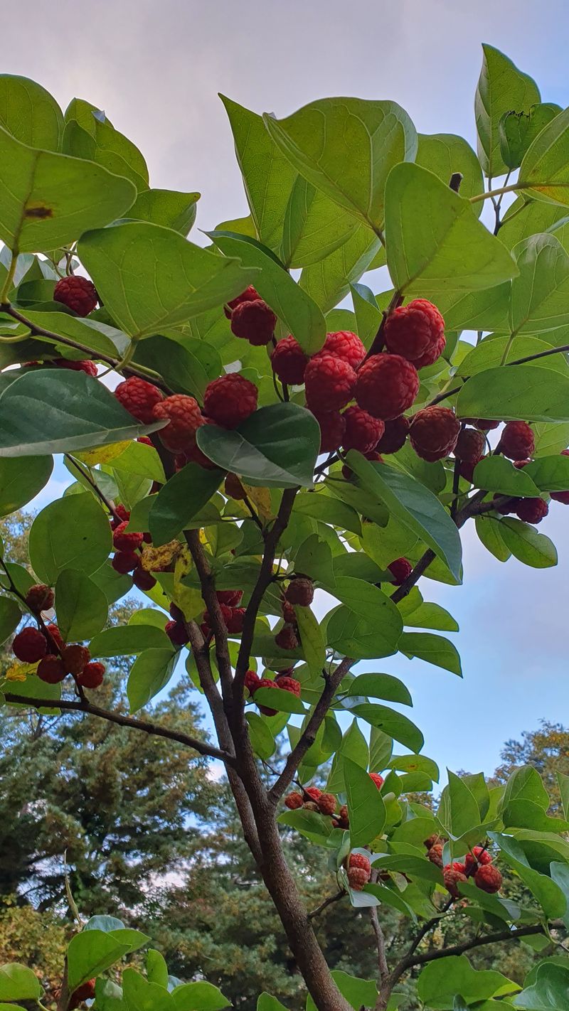 농산물에 진심구병안님의 장터 판매 상품 [구찌뽕1kg 매진] 첨부 사진
