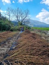 팜모닝 들깨·자유게시판 게시글 이미지