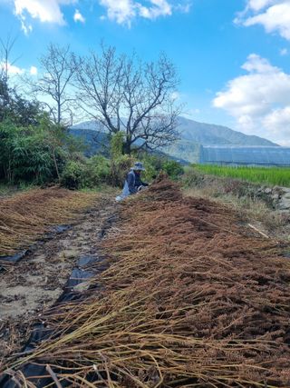 남원 윤형선님의 들깨 · 자유게시판 작성글 사진