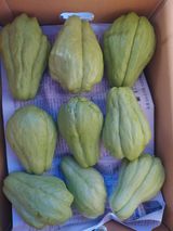 팜모닝 요즘 뜨는 신품종은? 💬·참여글 게시글 이미지