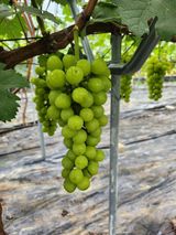 팜모닝 요즘 뜨는 신품종은? 💬·참여글 게시글 이미지