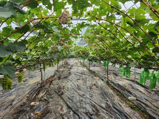 이정미님의 요즘 뜨는 신품종은? 💬 · 참여글 작성글 사진