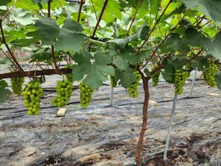 이정미님의 요즘 뜨는 신품종은? 💬 · 참여글 작성글 사진