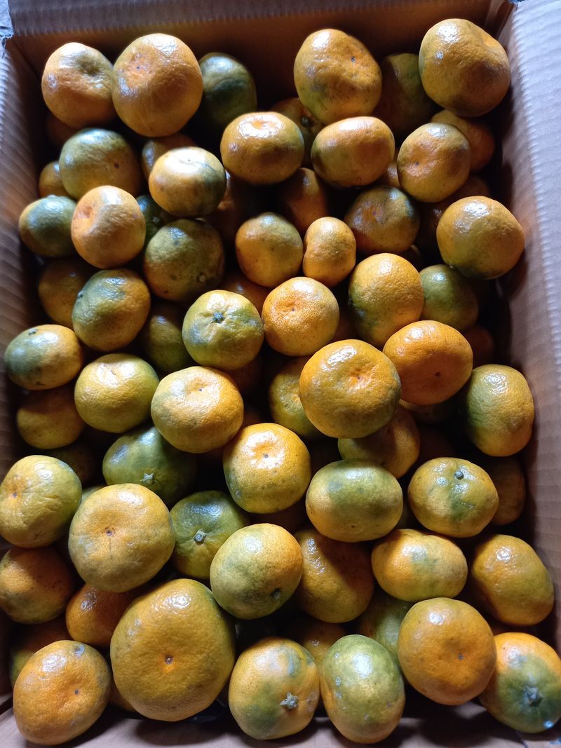 장터 상품 [노지극조생귤 10키로 혼합과] 썸네일