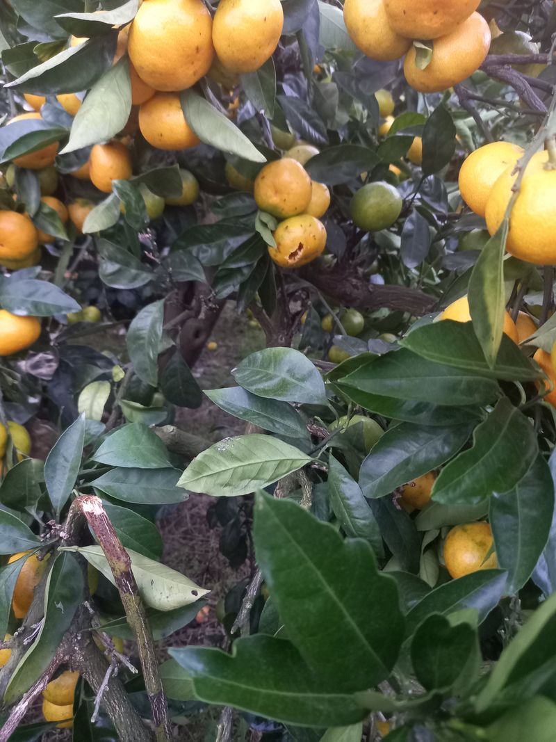 부금리(금강농원)님의 장터 판매 상품 [노지극조생귤 10키로 혼합과] 첨부 사진