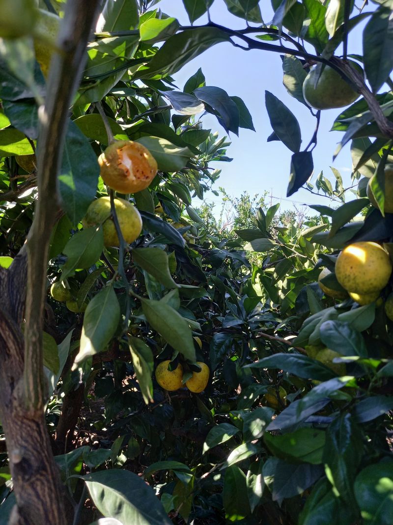 부금리(금강농원)님의 장터 판매 상품 [노지극조생귤 10키로 혼합과] 첨부 사진