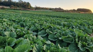 곽행남님의 배추 · 일상 작성글 사진