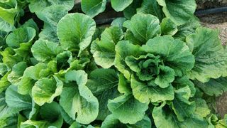 곽행남님의 배추 · 일상 작성글 사진