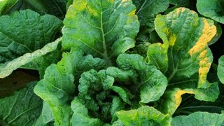 곽행남님의 배추 · 일상 작성글 사진