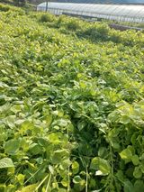 팜모닝 들깨·자유게시판 게시글 이미지