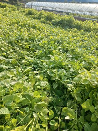 농민님의 들깨 · 자유게시판 작성글 사진