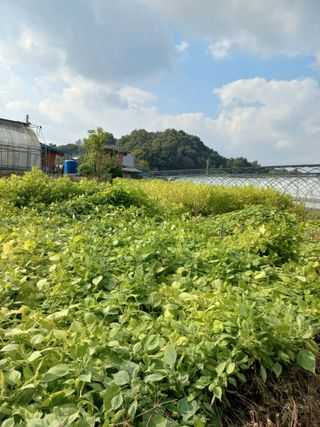 농민님의 들깨 · 자유게시판 작성글 사진
