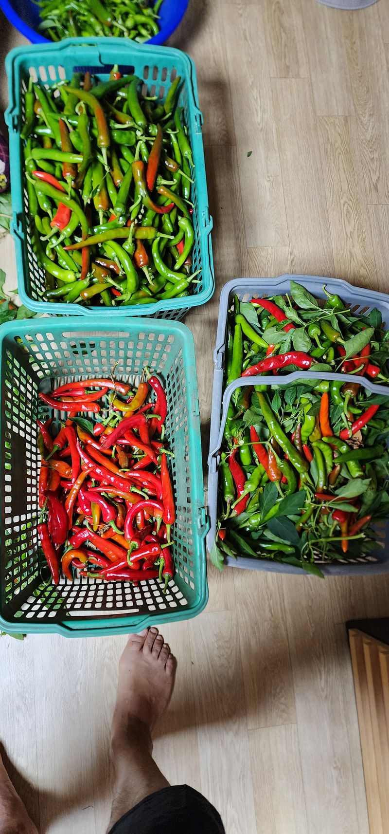 수리수리 마수리님의 장터 판매 상품 [풋고추] 첨부 사진