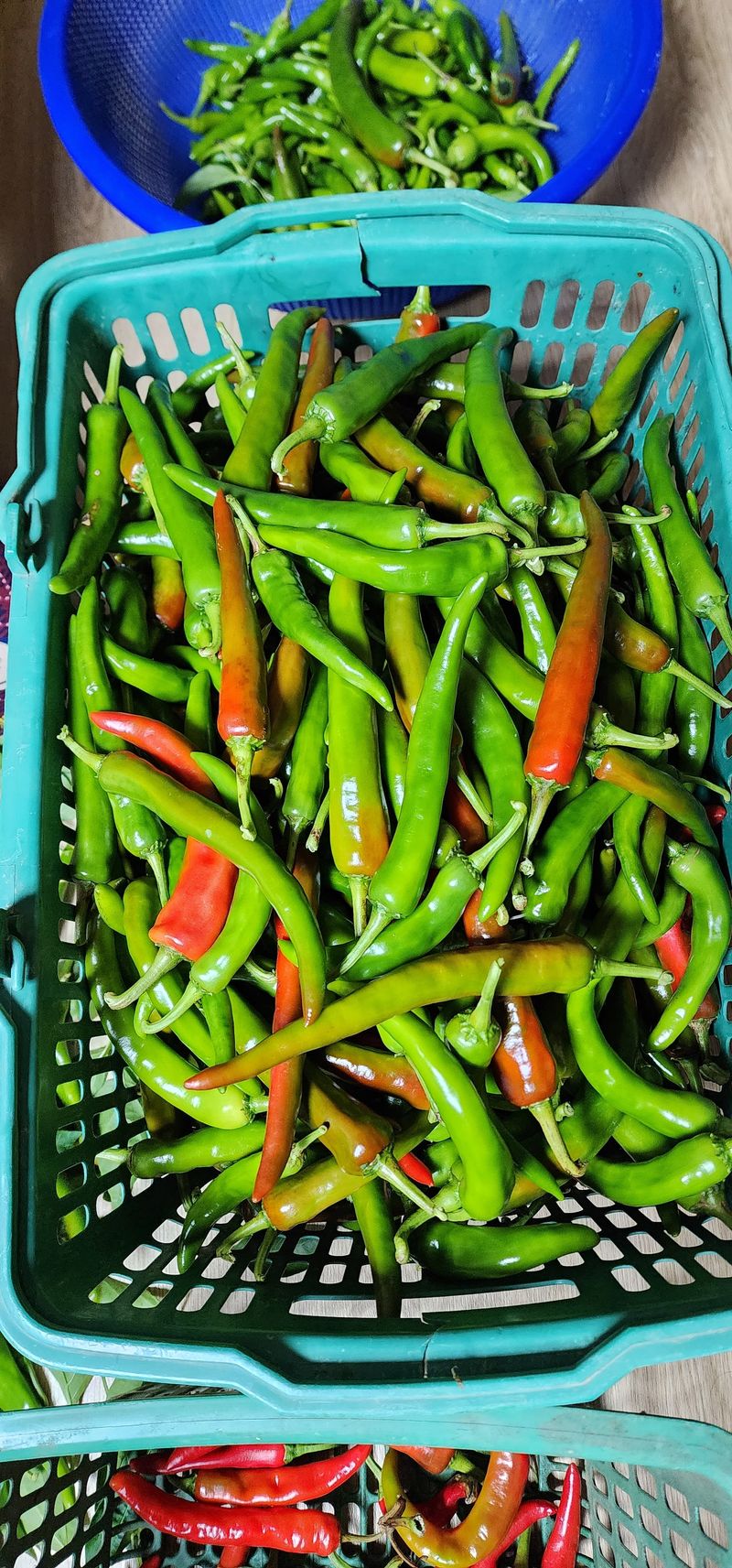 수리수리 마수리님의 장터 판매 상품 [풋고추] 첨부 사진