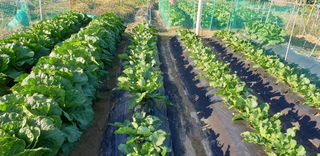 텃밭농부님의 배추 · 비료•농약 작성글 사진