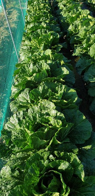 텃밭농부님의 배추 · 비료•농약 작성글 사진