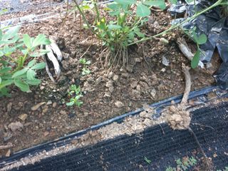 윤형남님의 오이 · 자유게시판 작성글 사진