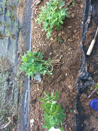 윤형남님의 오이 · 자유게시판 작성글 사진