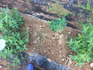 윤형남님의 오이 · 자유게시판 작성글 사진