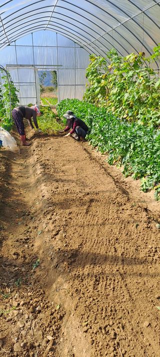 용호님의 기타작물 · 영농일지 작성글 사진