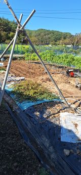 팜모닝 마늘·영농일지 게시글 이미지