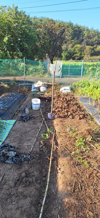 도시농부님의 마늘 · 영농일지 작성글 사진