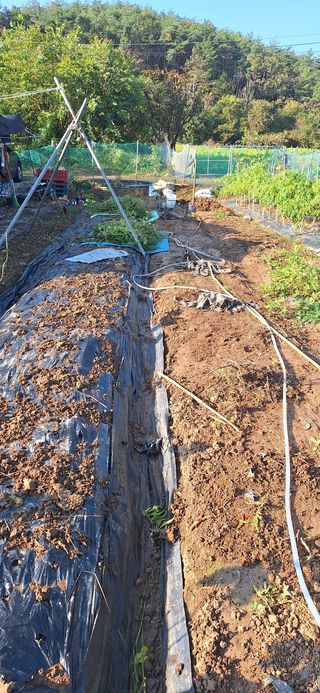 도시농부님의 마늘 · 영농일지 작성글 사진