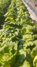 팜모닝 자유주제·자유게시판 게시글 이미지