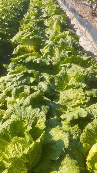 초보텃밭님의 자유주제 · 자유게시판 작성글 사진