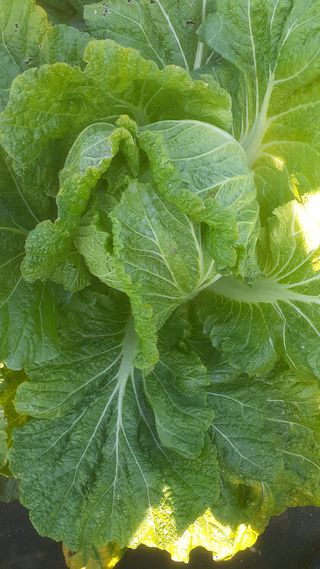 초보텃밭님의 자유주제 · 자유게시판 작성글 사진