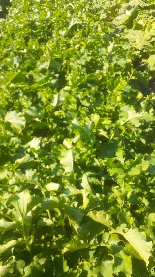 초보텃밭님의 자유주제 · 자유게시판 작성글 사진