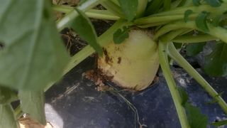 초보텃밭님의 자유주제 · 자유게시판 작성글 사진