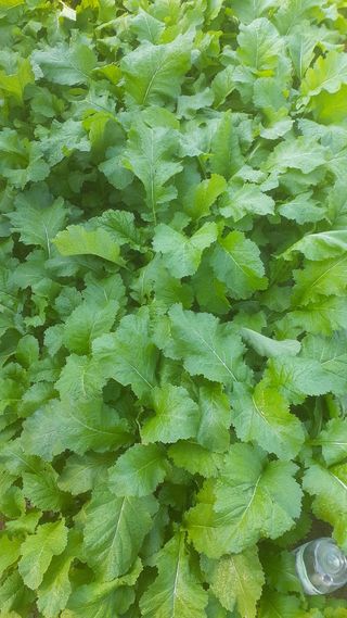 초보텃밭님의 자유주제 · 자유게시판 작성글 사진