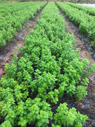 농민님의 기타작물 · 자유게시판 작성글 사진