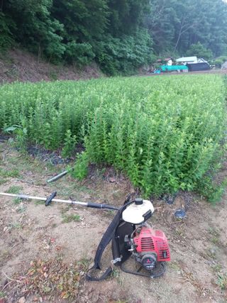 농민님의 기타작물 · 자유게시판 작성글 사진