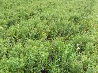 농민님의 기타작물 · 자유게시판 작성글 사진