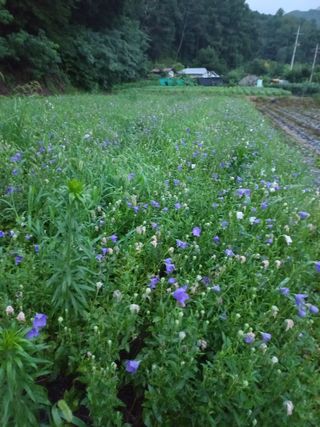 농민님의 기타작물 · 자유게시판 작성글 사진