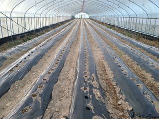 노고단님의 감자 · 자유게시판 작성글 사진