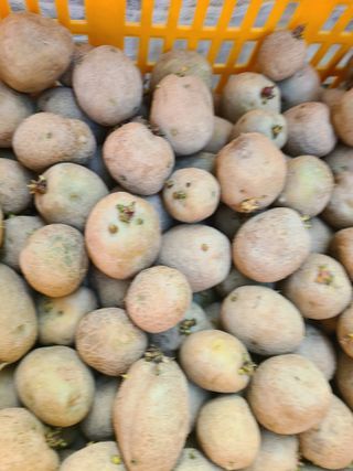 노고단님의 감자 · 자유게시판 작성글 사진