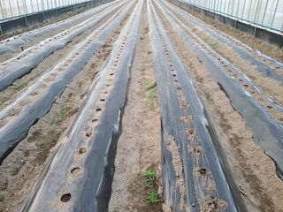 노고단님의 감자 · 자유게시판 작성글 사진